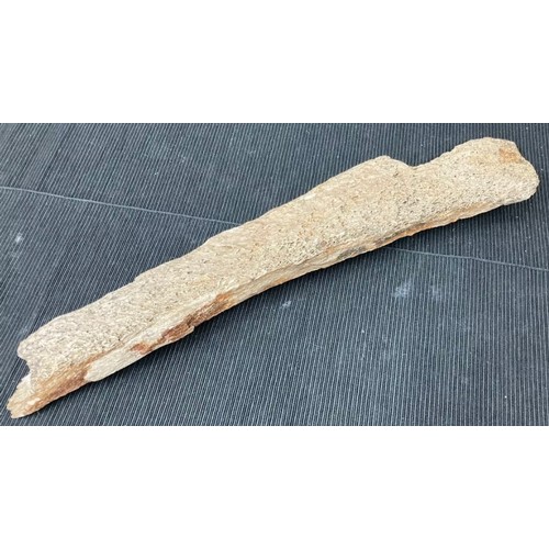 396 - Large Fossil Specimen, Mammoth Femur (?) Fragment, Lincolnshire, 498mm (XLF29)
Specimen Weight: 1124... 