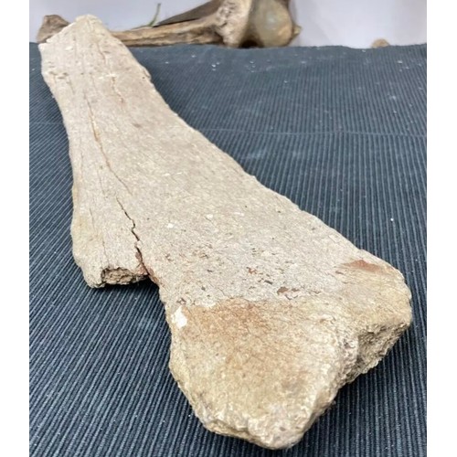 396 - Large Fossil Specimen, Mammoth Femur (?) Fragment, Lincolnshire, 498mm (XLF29)
Specimen Weight: 1124... 