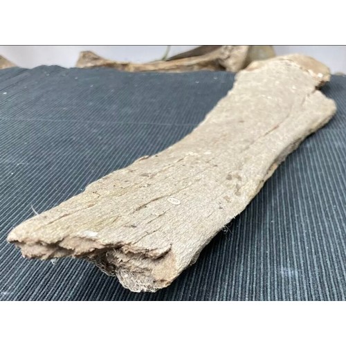 396 - Large Fossil Specimen, Mammoth Femur (?) Fragment, Lincolnshire, 498mm (XLF29)
Specimen Weight: 1124... 