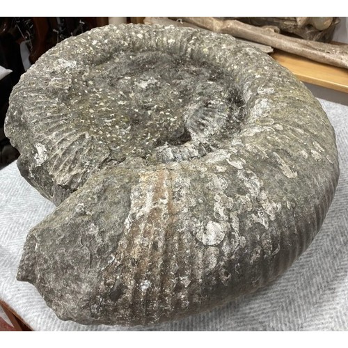 397 - Extra Large Fossil Specimen, Ammonite, 480mm 
Specimen Weight: 40.8kg
A very large ammonite fossil, ... 