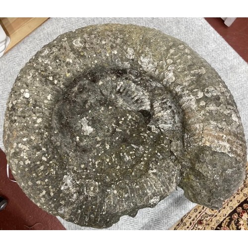 397 - Extra Large Fossil Specimen, Ammonite, 480mm 
Specimen Weight: 40.8kg
A very large ammonite fossil, ... 