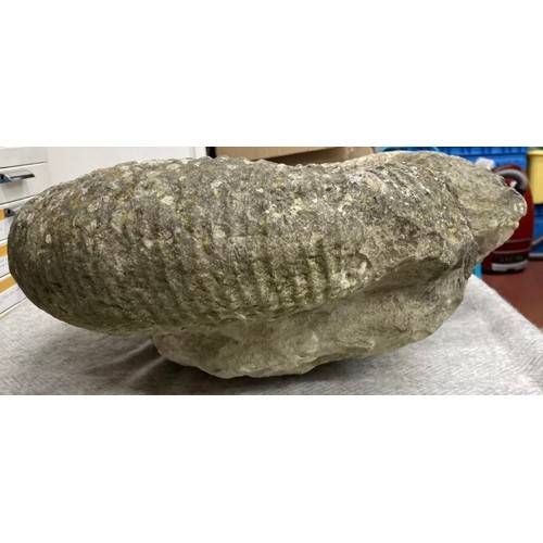 397 - Extra Large Fossil Specimen, Ammonite, 480mm 
Specimen Weight: 40.8kg
A very large ammonite fossil, ... 