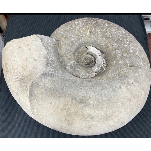 398 - Extra Large Fossil Specimen, Ammonite, 530mm x 490mm, 35.956kg (XLF31)
Specimen Weight: 35.956kg
A v... 