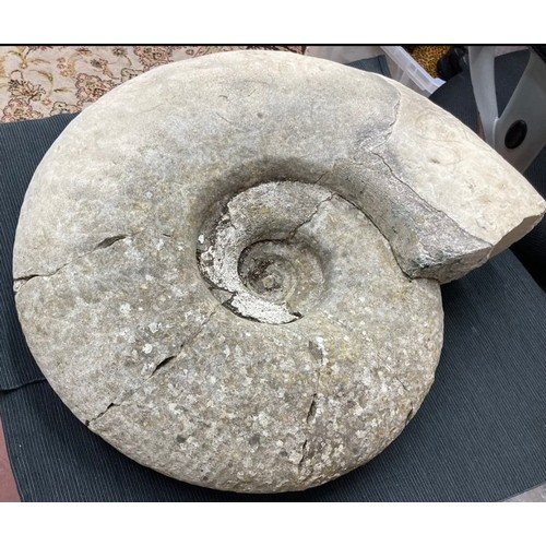 398 - Extra Large Fossil Specimen, Ammonite, 530mm x 490mm, 35.956kg (XLF31)
Specimen Weight: 35.956kg
A v... 