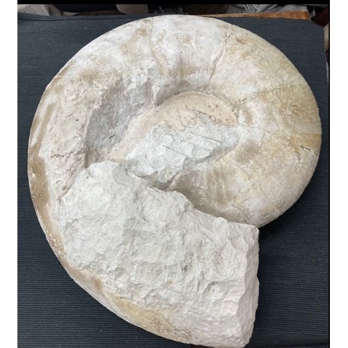 398 - Extra Large Fossil Specimen, Ammonite, 530mm x 490mm, 35.956kg (XLF31)
Specimen Weight: 35.956kg
A v... 