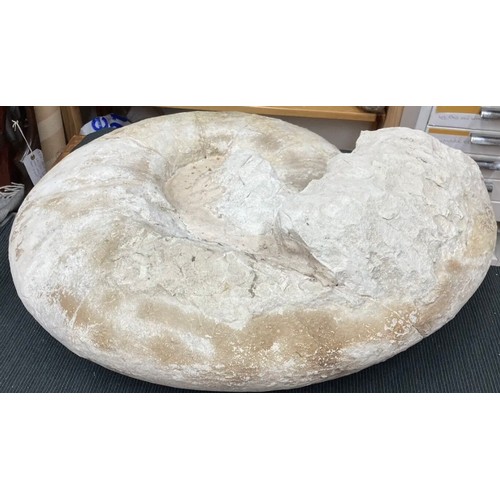 398 - Extra Large Fossil Specimen, Ammonite, 530mm x 490mm, 35.956kg (XLF31)
Specimen Weight: 35.956kg
A v... 