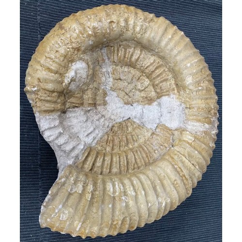 399 - Large Fossil Specimen, Ammonite, 340mm (XLF1)
Specimen Weight: 6372g
A large, unpolished ammonite fo... 