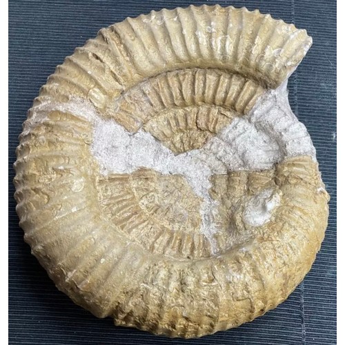 399 - Large Fossil Specimen, Ammonite, 340mm (XLF1)
Specimen Weight: 6372g
A large, unpolished ammonite fo... 