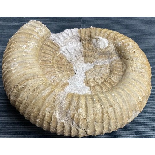 399 - Large Fossil Specimen, Ammonite, 340mm (XLF1)
Specimen Weight: 6372g
A large, unpolished ammonite fo... 