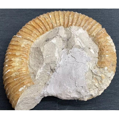 399 - Large Fossil Specimen, Ammonite, 340mm (XLF1)
Specimen Weight: 6372g
A large, unpolished ammonite fo... 