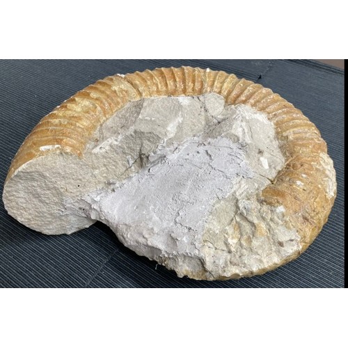 399 - Large Fossil Specimen, Ammonite, 340mm (XLF1)
Specimen Weight: 6372g
A large, unpolished ammonite fo... 