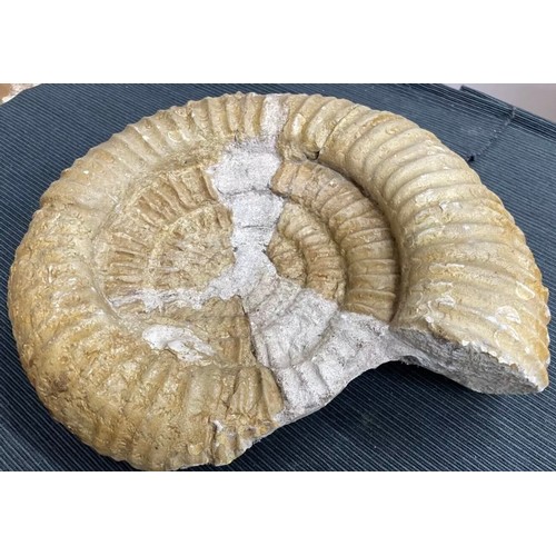 399 - Large Fossil Specimen, Ammonite, 340mm (XLF1)
Specimen Weight: 6372g
A large, unpolished ammonite fo... 