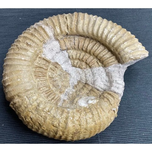 399 - Large Fossil Specimen, Ammonite, 340mm (XLF1)
Specimen Weight: 6372g
A large, unpolished ammonite fo... 