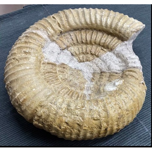 399 - Large Fossil Specimen, Ammonite, 340mm (XLF1)
Specimen Weight: 6372g
A large, unpolished ammonite fo... 