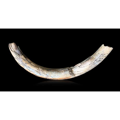 402 - A MAMMOTH TUSK, SIBERIA, PLEISTOCENE, APPROX 40,000 YEARS AGO.
(w 104cm)