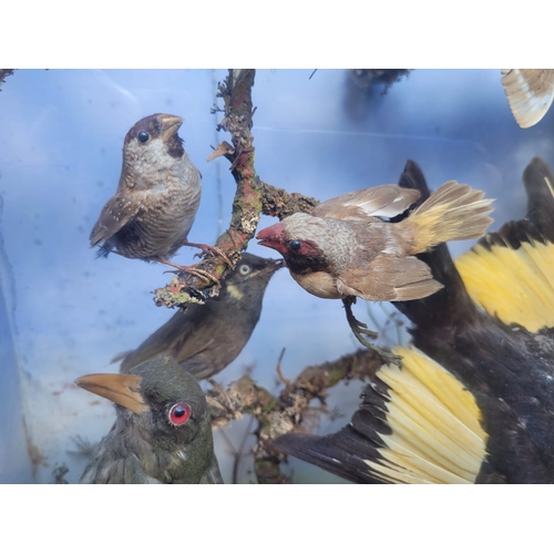 121 - AN IMPRESSIVE LATE 19TH CENTURY TAXIDERMY DIORAMA OF AUSTRALIAN BIRDS BY A. POLLARD OF LONDON.

Set ... 