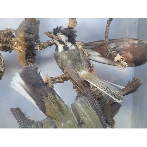 121 - AN IMPRESSIVE LATE 19TH CENTURY TAXIDERMY DIORAMA OF AUSTRALIAN BIRDS BY A. POLLARD OF LONDON.

Set ... 