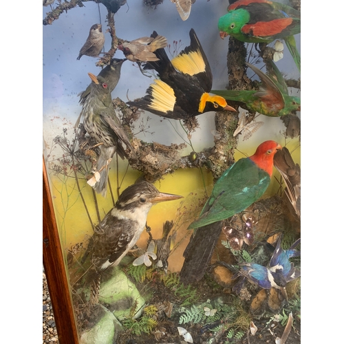 121 - AN IMPRESSIVE LATE 19TH CENTURY TAXIDERMY DIORAMA OF AUSTRALIAN BIRDS BY A. POLLARD OF LONDON.

Set ... 