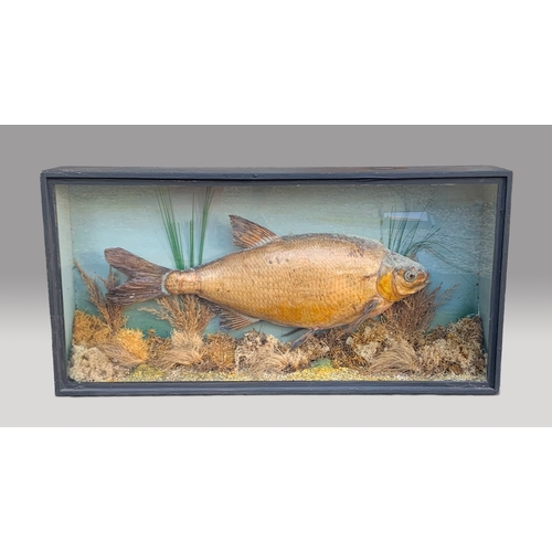 39 - A LATE 20TH CENTURY TAXIDERMY BREAM IN A GLAZED CASE WITH A NATURALISTIC SETTING.

(h 38cm x w 75cm ... 