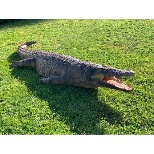 113 - AN 11FT TAXIDERMY NILE CROCODILE WALL MOUNT (CROCODYLUS NILOTICUS).
With fixing plates underneath fo... 