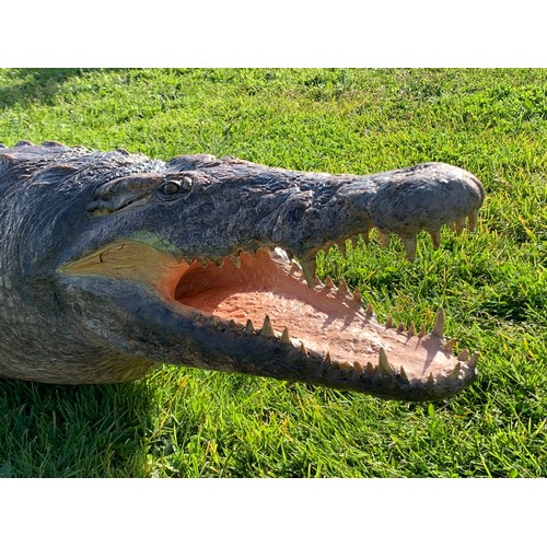 113 - AN 11FT TAXIDERMY NILE CROCODILE WALL MOUNT (CROCODYLUS NILOTICUS).
With fixing plates underneath fo... 