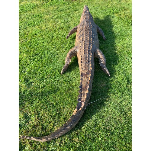 113 - AN 11FT TAXIDERMY NILE CROCODILE WALL MOUNT (CROCODYLUS NILOTICUS).
With fixing plates underneath fo... 