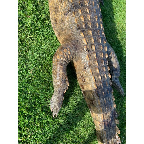 113 - AN 11FT TAXIDERMY NILE CROCODILE WALL MOUNT (CROCODYLUS NILOTICUS).
With fixing plates underneath fo... 