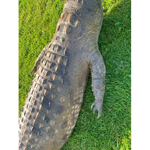 113 - AN 11FT TAXIDERMY NILE CROCODILE WALL MOUNT (CROCODYLUS NILOTICUS).
With fixing plates underneath fo... 