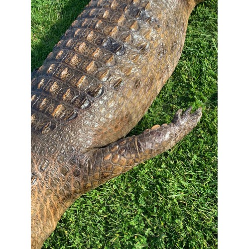 113 - AN 11FT TAXIDERMY NILE CROCODILE WALL MOUNT (CROCODYLUS NILOTICUS).
With fixing plates underneath fo... 