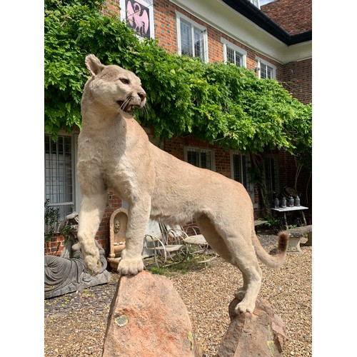 105 - A TAXIDERMY FULL MOUNT PUMA UPON A NATURALIST BASE (PUMA CONCOLOR).
Puma detachable from base. Base ... 