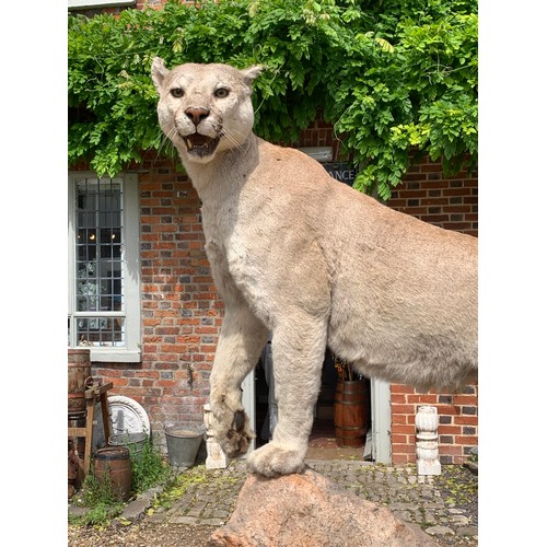 105 - A TAXIDERMY FULL MOUNT PUMA UPON A NATURALIST BASE (PUMA CONCOLOR).
Puma detachable from base. Base ... 