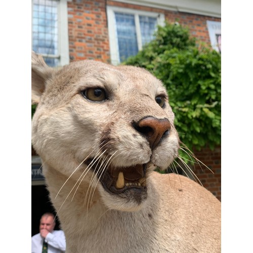 105 - A TAXIDERMY FULL MOUNT PUMA UPON A NATURALIST BASE (PUMA CONCOLOR).
Puma detachable from base. Base ... 