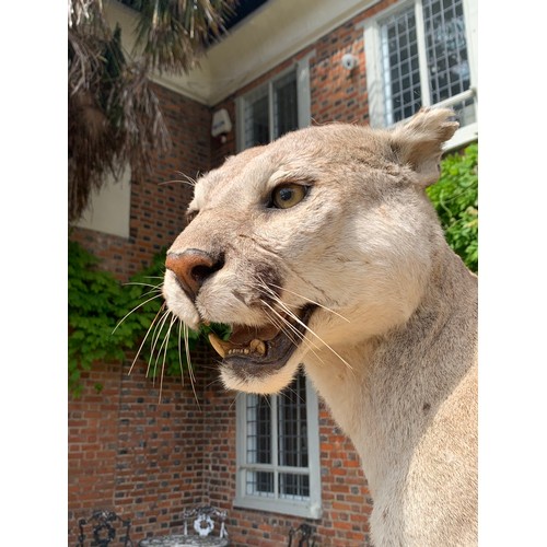 105 - A TAXIDERMY FULL MOUNT PUMA UPON A NATURALIST BASE (PUMA CONCOLOR).
Puma detachable from base. Base ... 