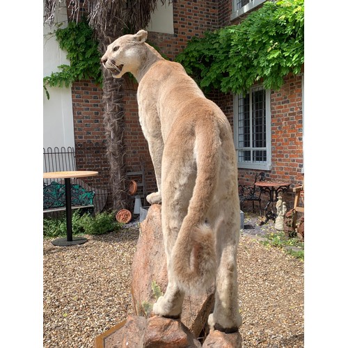 105 - A TAXIDERMY FULL MOUNT PUMA UPON A NATURALIST BASE (PUMA CONCOLOR).
Puma detachable from base. Base ... 