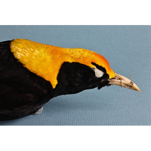 56 - A LATE 19TH CENTURY TAXIDERMY STUDY SKIN OF A REGENT BOWERBIRD (SERICULUS CHRYSOCEPHALUS). Male adul... 