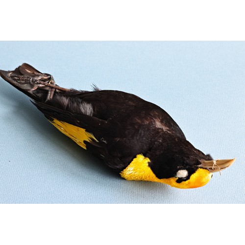 56 - A LATE 19TH CENTURY TAXIDERMY STUDY SKIN OF A REGENT BOWERBIRD (SERICULUS CHRYSOCEPHALUS). Male adul... 