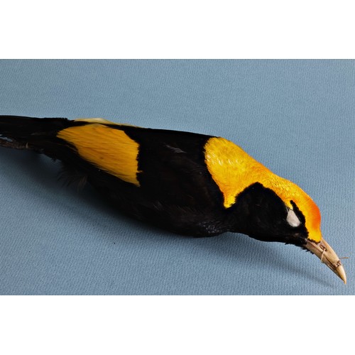 56 - A LATE 19TH CENTURY TAXIDERMY STUDY SKIN OF A REGENT BOWERBIRD (SERICULUS CHRYSOCEPHALUS). Male adul... 