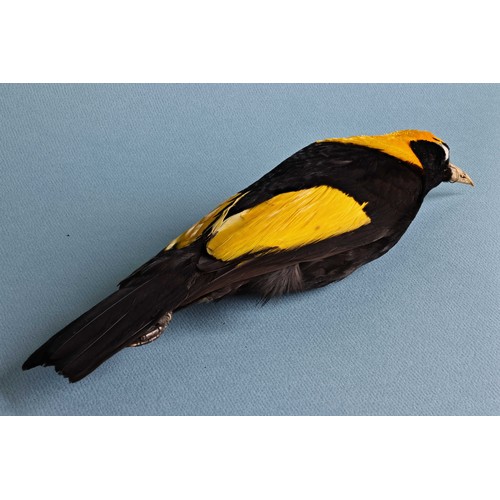 56 - A LATE 19TH CENTURY TAXIDERMY STUDY SKIN OF A REGENT BOWERBIRD (SERICULUS CHRYSOCEPHALUS). Male adul... 