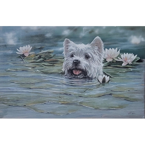 320 - PAUL DOYLE OIL ON BOARD, PORTRAIT OF A SCOTTIE DOG SWIMMING AMONGST LILIES 
Indistinctly signed, mou... 