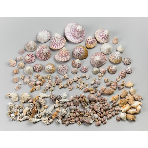 104 - A LARGE COLLECTION OF SEASHELLS, FIJI, 1970S.
Largest (11cm).

Provenance: Private English collectio... 