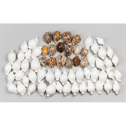 106 - A LARGE COLLECTION OF SEASHELLS, FIJI, 1970S.
Largest (11cm).

Provenance: Private English collectio... 