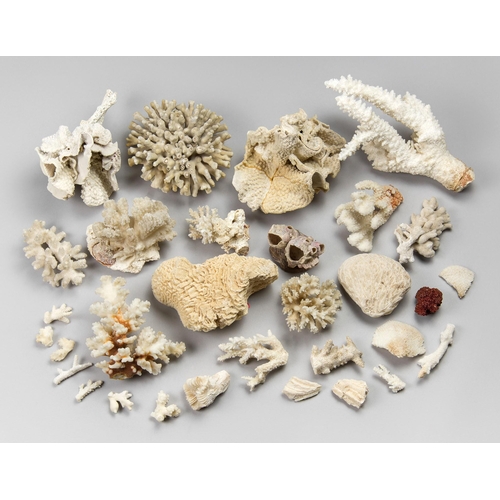 107 - A LARGE COLLECTION OF NATURAL CORAL, FIJI, 1970S.
Largest (25cm).

Provenance: Private English colle... 