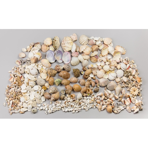 110 - A LARGE COLLECTION OF SEASHELLS, FIJI, 1970S.
Largest (10cm).

Provenance: Private English collectio... 