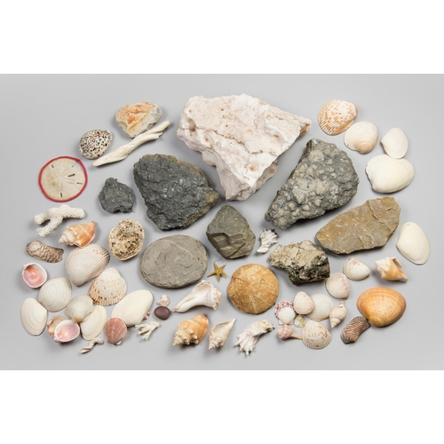 113 - A LARGE COLLECTION OF SEASHELLS, CORAL AND ROCKS.
Largest (23cm)