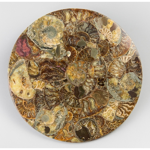 179 - A POLISHED AMMONITE PLATE, JURASSIC PERIOD.
Each Ammonite has been cut, polished and inlayed by hand... 