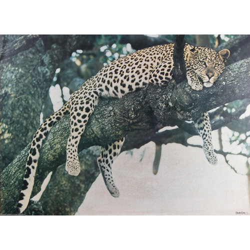 197 - A 1970S STUDIO ONE PRINT OF A RESTING LEOPARD. 
Print on board, original frame. (h 76cm x w 99cm x d... 