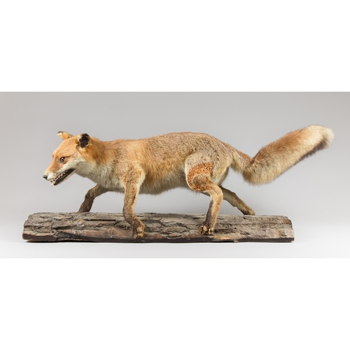 227 - A MID 20TH CENTURY TAXIDERMY FULL MOUNT FOX UPON A LOG BASE (VULPES VULPES).
(h 45cm x w 110cm x d 2... 