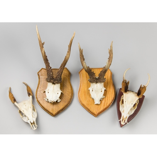 228 - A GROUP OF MUNTJAC AND ROE DEER SKULLS WITH ANTLERS.
Largest (46cm)