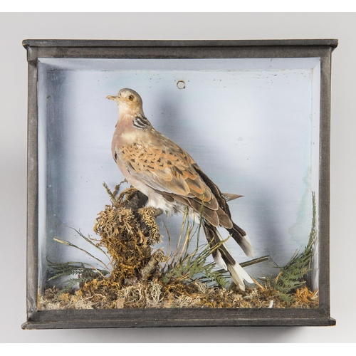 229 - A LATE 19TH/EARLY 20TH CENTURY TAXIDERMY TURTLE DOVE IN A GLAZED CASE (STREPTOPELIA TURTUR).
(h 28cm... 