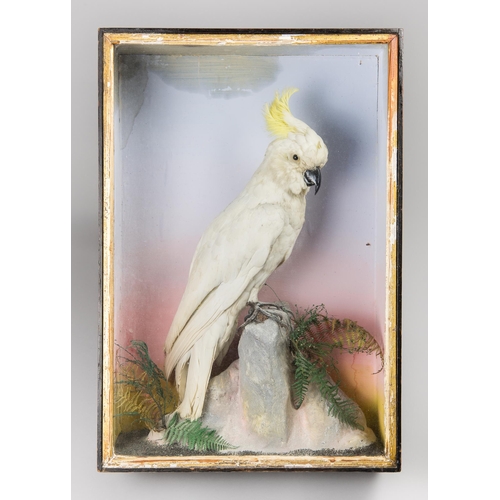 231 - ATTRIBUTED TO J. HUTCHINGS OF ABERYSTWYTH, A 19TH CENTURY TAXIDERMY SULPHUR-CRESTED COCKATOO IN A GL... 